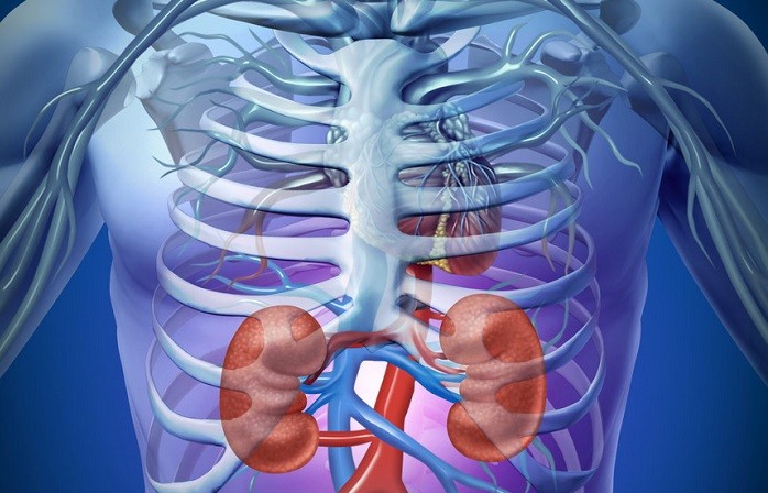 Kidney Infection Causes and Signs