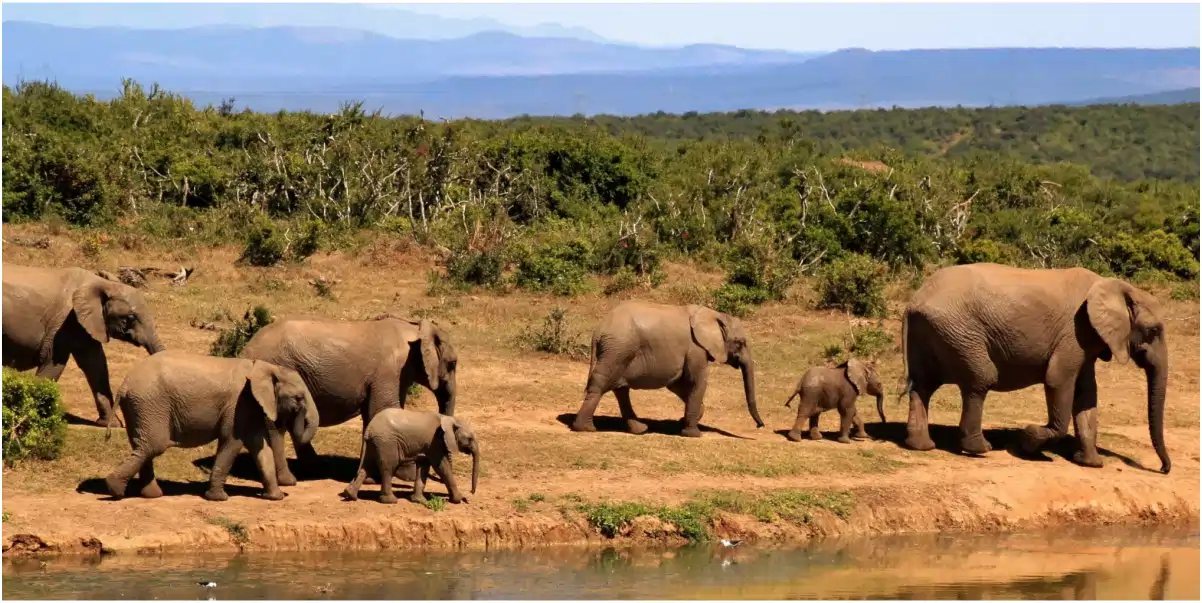 elephant herd in africa